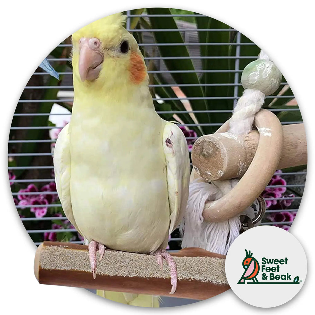 Superoost Manzanita Pumice Pedicure Perch - Easy Install Bird Cage Accessories for Healthy Feet, Small Birds, Nails & Beak - Natural XL Bird Perch 14"