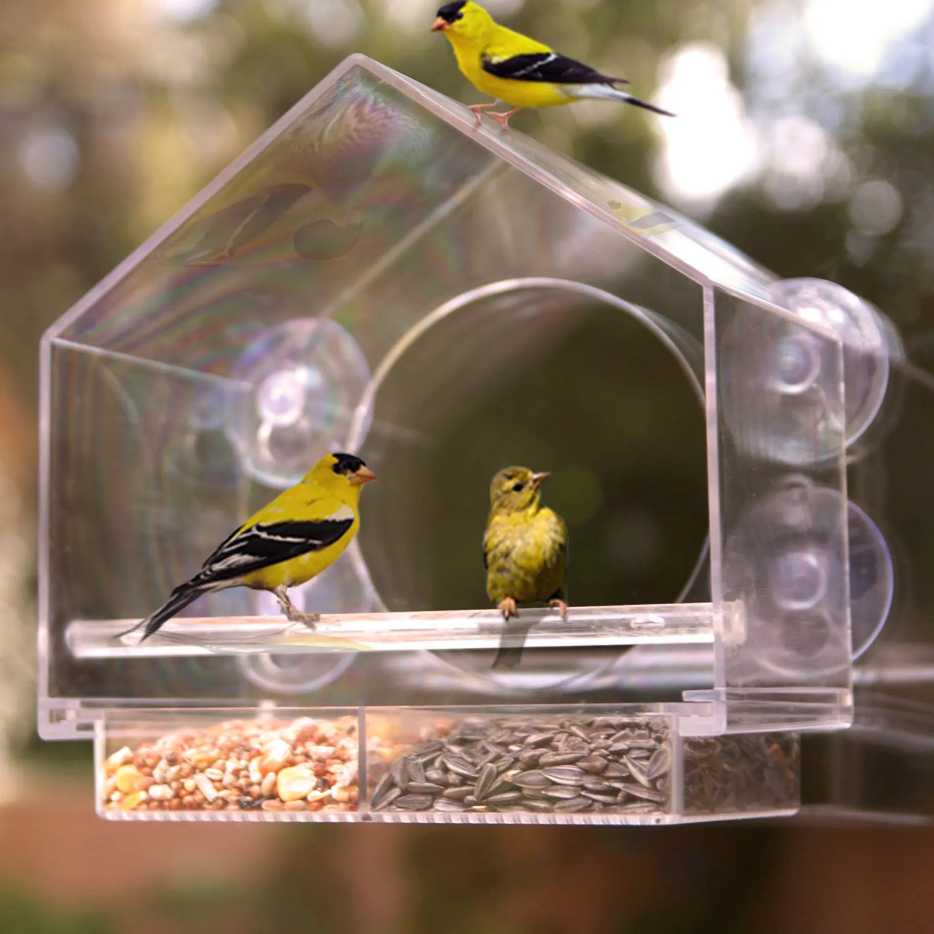 Window Bird Feeder Clear Acrylic with 4 Strong Suction Cups, Removable Sliding Tray, Easy to Clean, Weatherproof Outdoor Bird Feeder for Close up Bird Watching, Great Gift for Bird Lovers, Moms, Seniors and Nature Fans | Nature Anywhere